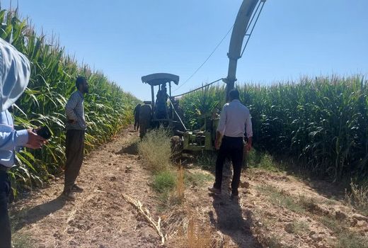 برداشت ذرت در بیش از 74 هزار هکتار مزارع فارس ادامه دارد