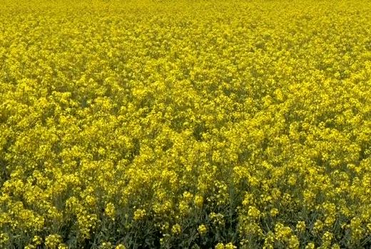 شاهین شهر پیشتاز در تولید کلزا