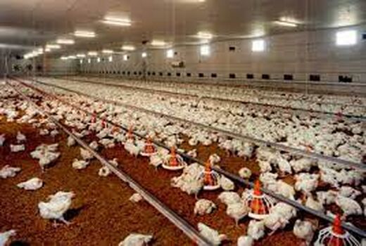 افزایش یک هزار و 700 تنی تخم مرغ در خوزستان