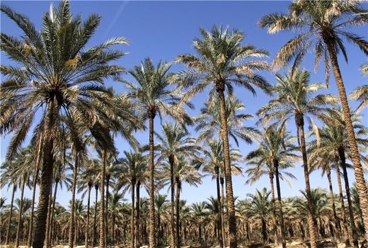 آیین بهره‌برداری از پروژه لایروبی و بهسازی انهار سنتی در آبادان 