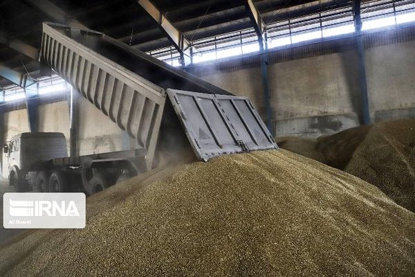 بیش از ۱۹ هزار تُن محصول مازاد بر نیاز در کردستان خریداری شد