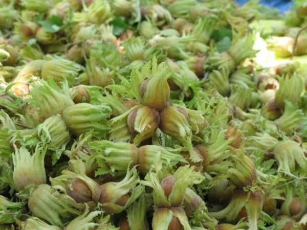 آغاز برداشت فندق در قزوین؛ پیش‌بینی تولید ۲۶۱۸ تن محصول