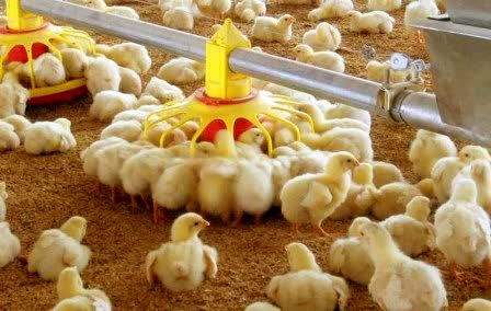 جوجه ریزی 60 هزار قطعه ای در شهرستان رستم