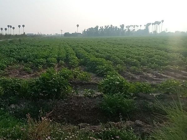 کنترل علف‌های هرز؛ چالشی کلیدی در افزایش تولید ماش و لوبیا چشم‌بلبلی