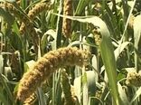 آغاز برداشت ارزن علوفه ای در شرکت سهامی زراعی گلپایگان