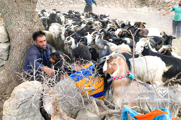 ایمنی دام های سبک  خوزستان در مقابل بیماری های واگیردار و غیر واگیر دار