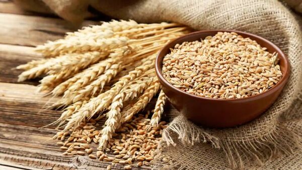 واردات گندم ۴۶ درصد کاهش یافت