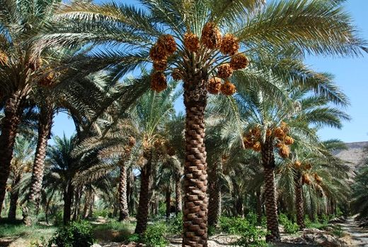 پایان گرده افشانی نخیلات در قیروکارزین