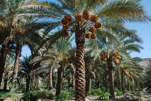 پایان گرده افشانی نخیلات در قیروکارزین