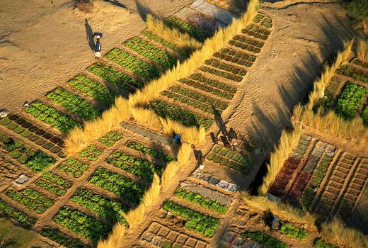 باغچه سبزیجات در مالزی 