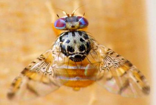 ردیابی مگس مدیترانه‌ای در باغهای مرکبات