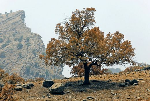 آفت و بیماری ۳۵ هکتار از جنگل‌های بلوط را درگیر کرده است