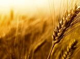 آغاز برداشت گندم در سربیشه 