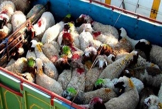 کشف و مهار ۳۸۵ رأس دام قاچاق در بانه و مریوان