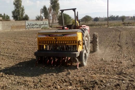 آغاز کشت کلزا در رامهرمز