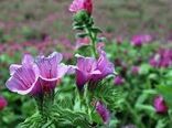 اختصاص بیش از 36 هکتار اراضی شهرستان سیرجان به کشت گیاهان داروئی 