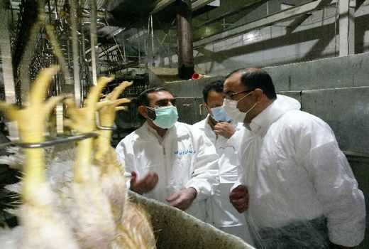  مردم نگران تولید گوشت مرغ در استان نباشند