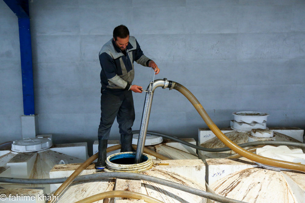 از لمس شاخه تا عصاره ی نور  