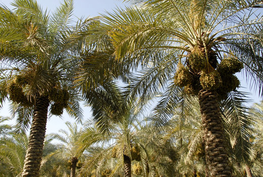 احیاء نخیلات در 900 هکتار از نخلستان‌های خوزستان