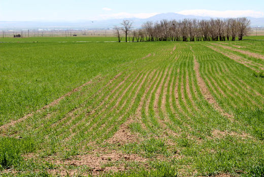  کاهش  تشنگی دیمزارها با بارندگی های  موثر هفته جاری در خراسان شمالی