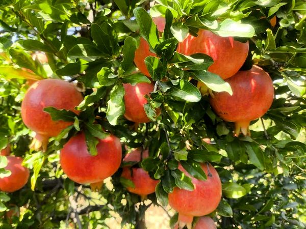 ارسال 7 هزار تن انار بیضا به میادین میوه و تره‌بار
