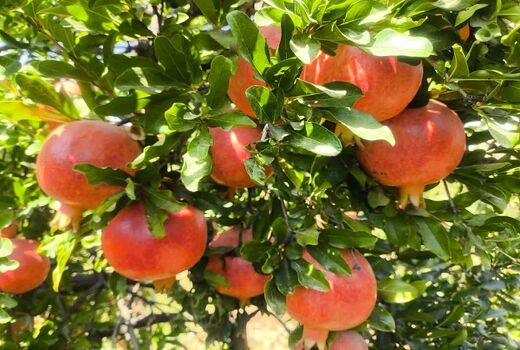 ارسال 7 هزار تن انار بیضا به میادین میوه و تره‌بار