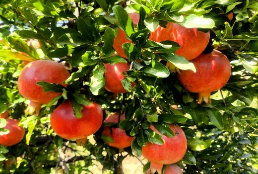 ارسال 7 هزار تن انار بیضا به میادین میوه و تره‌بار