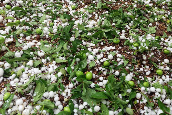 خسارت  ۱۶۵ میلیارد تومانی سرما و تگرگ به کشاورزان استان همدان 