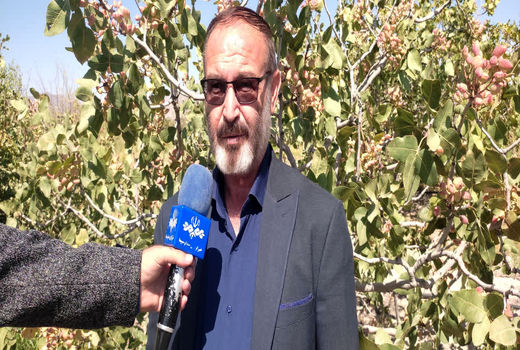 پیش بینی برداشت بیش از ۳۸۵۰ تن پسته تر در یامچی شهرستان مرند