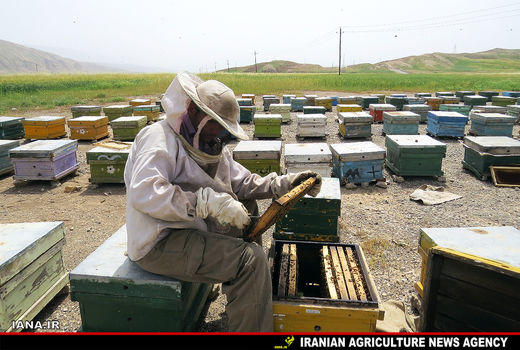 عشایر جلوی ورود کلنی‌های زنبور به مراتع را گرفته‌اند