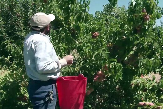پیش بینی برداشت ۲۸ هزار تن میوه تابستانی در مراغه