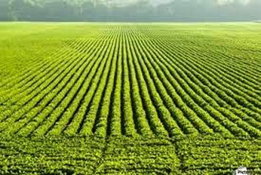 ۴۸۰ شهرستان کشور پایلوت یکپارچه‌سازی زمین‌های کشاورزی شد