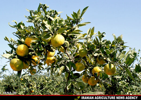 باغ نارنگی