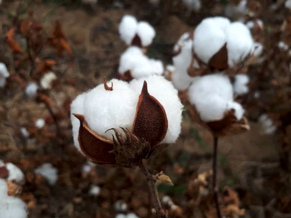 تولید 200 پنبه در شهرستان جهرم