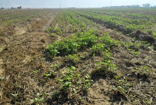 کاشت بیش از 100 هکتار پنبه در مهر 