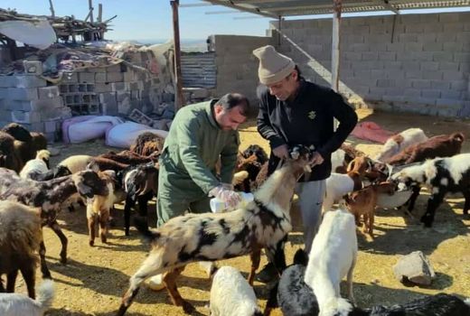 میانگین تحقق اهداف طرح‌های عملیاتی واکسیناسیون دام در بوشهر ۹۵ درصد است