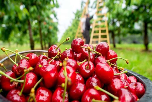 تولید بیش از 15 هزار و 900 تن آلبالو در آذربایجان شرقی