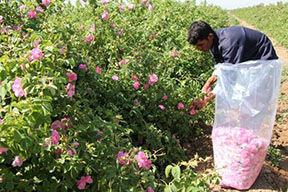 30 هکتار از اراضی کشاورزی شهرستان آبیک به گل محمدی اختصاص دارد