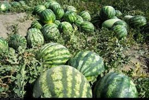 تغییر الگوی کشت در کردستان ضروری است