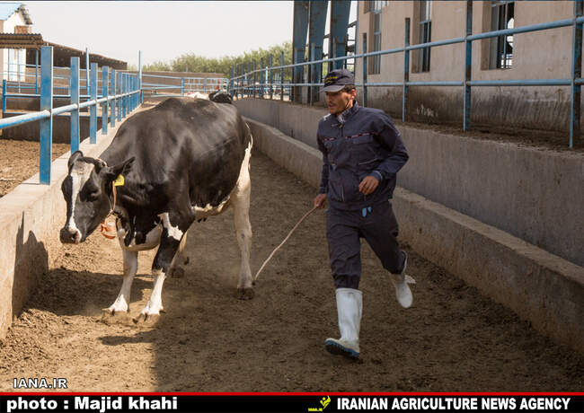 دامپروی
