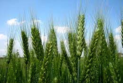   افزایش تناژ گندم در خرمشهر با تغذیه صحیح و اصولی