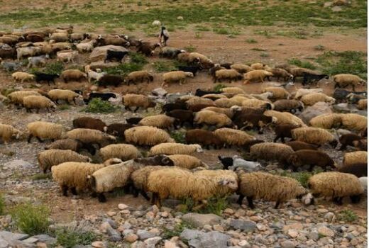 سرانه دام خانوارهای عشایری خراسان شمالی بیش از میانگین کشوری است 