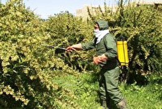 مبارزه با بیماری زنگ زرشک در سطح۱۲۵۰هکتار از اراضی خراسان جنوبی