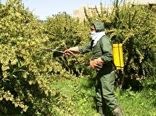 مبارزه با بیماری زنگ زرشک در سطح۱۲۵۰هکتار از اراضی خراسان جنوبی