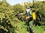مبارزه با بیماری زنگ زرشک در سطح۱۲۵۰هکتار از اراضی خراسان جنوبی