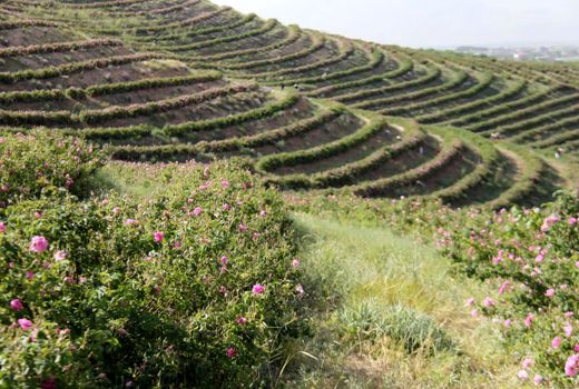 کشت گل محمدی در 800هکتار از اراضی چهارمحال و بختیاری