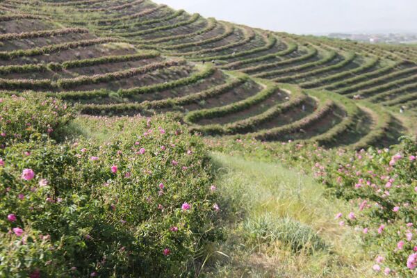 ۸۰۰ هکتار از اراضی چهارمحال و بختیاری زیر کشت گل محمدی قرار گرفت