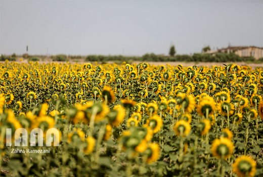 آغاز کشت آفتابگردان روغنی در شهرستان بندرعباس