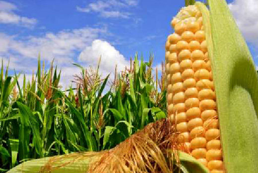 برداشت ذرت دانه‌ای در سطح 9هزار هکتار