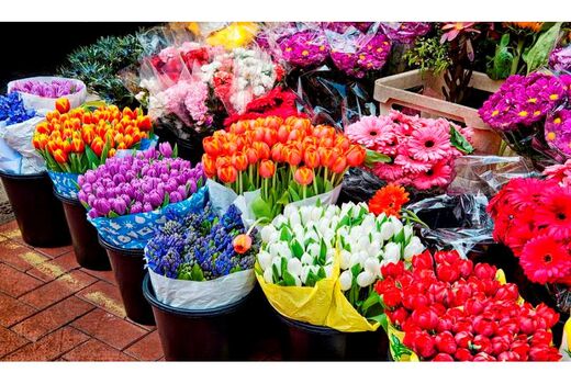تولید 800 میلیاردی گل در نور/ فعالیت 25 هکتار گلخانه